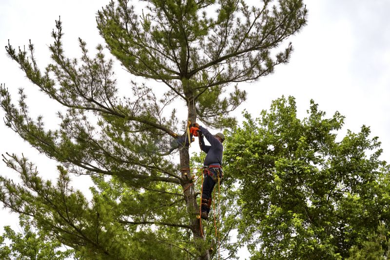 Tree Removal Specialists