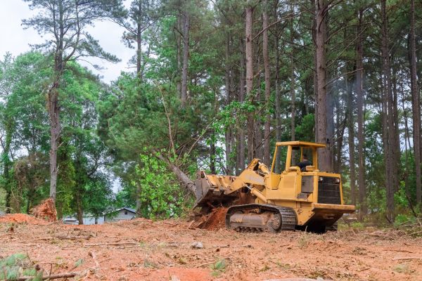 Trees Clearing in Easton