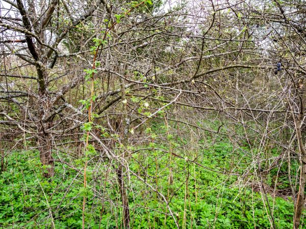 Underbrush Clearing in Easton