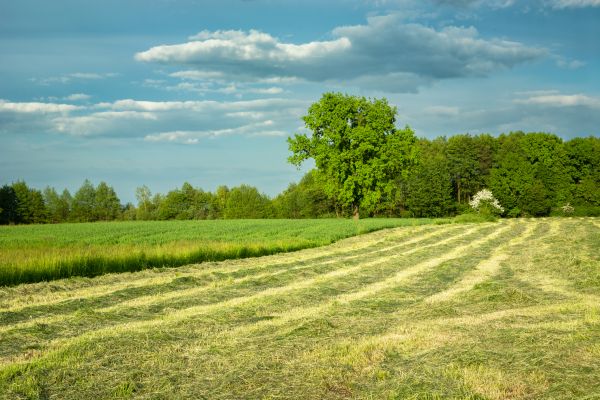 Cost of Vegetation Removal in Easton