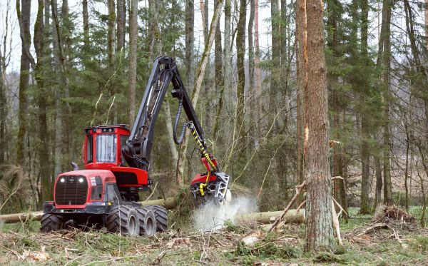 Cost of Forest Clearance Service in Easton