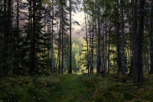 Cost of Pine Tree Clearing in Easton