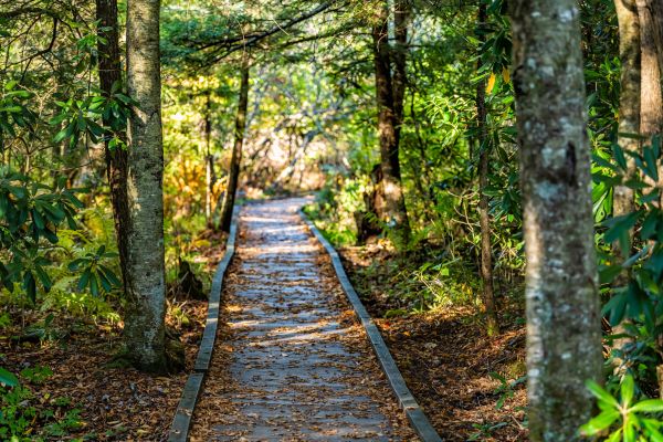 Cost of Trail Clearing in Easton