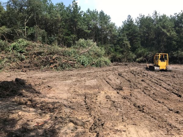 Cost of Thicket Clearing in Easton